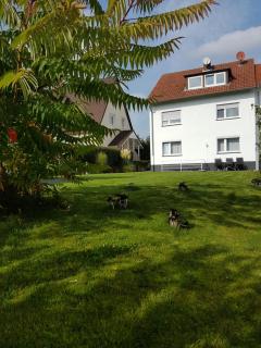 Pension Harleshausen - Kassel - 1