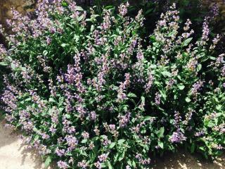 Vivienda Salvia - Nogueruelas - 1