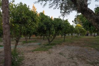 Quinta da Mimosa - Fajarda - 4