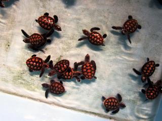 Harapan Solata Homestay Syariah - 1