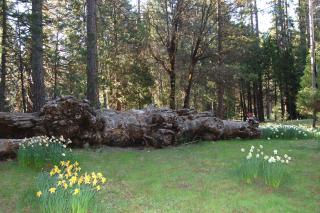 39 River Song - North Wawona - 4
