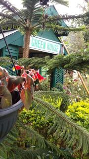 Green House - 8