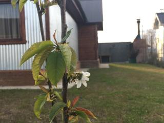 Casa Patagónica Los Frutales - El Calafate - 1
