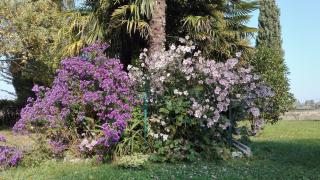 B&B da Miriam - Castelnuovo del Garda - 9