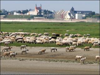 Regard Sur La Baie - Saint-Valery-sur-Somme - 2