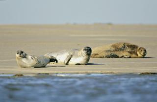 Regard Sur La Baie - Saint-Valery-sur-Somme - 1