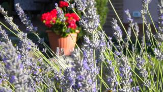 Agriturismo Il Cavicchio - 2