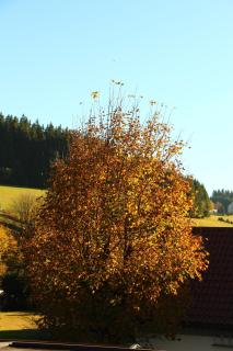 Gasthof Schwarzwaldtanne - Schönwald - 6