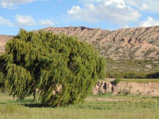 El Churqui - Humahuaca - 4