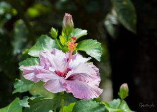 Etu Moana Boutique Beach Villas - Adults Only - Arutanga - 2