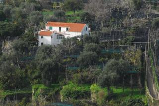 Azienda Agricola Veniero - Piano di Sorrento - 7