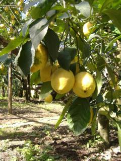 Azienda Agricola Veniero - Piano di Sorrento - 6
