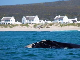 Zuidste Huisie Fisherman's Cottage - Struisbaai - 9