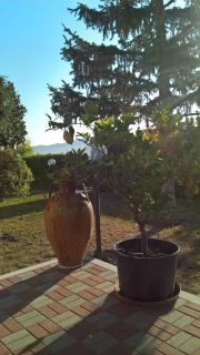 Il Girasole - Strevi - 4