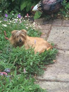 Lime Trees Farm - Bicester - 5
