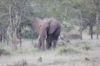 Ole Serai Luxury Camp - Serengeti - 1