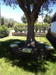 Monte dos Aroeirais - Fronteira - 6