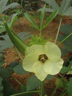 Nallathanka Nest Homestay - Kumarakom - 1