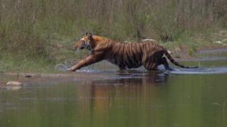 Jungle Base Camp - 4