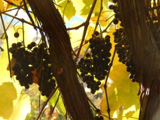 Ξενώνας Αριάδνη - Guesthouse Ariadni - 5