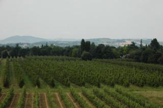 Hotel Cavallino - Faenza - 1