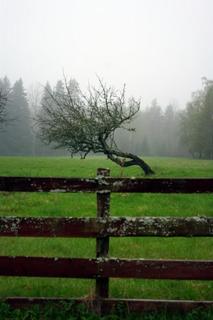 Smultronboda Fårgård - 1