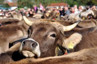 beim Vogt - Oberjoch - 9