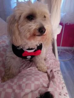 Landhotel Alte Mühle - 1