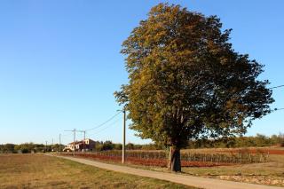 Family friendly house with a swimming pool Guran, Central Istria - Sredisnja Istra - 7373 - 9