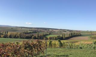 Pension und Weingut Hirschhof - Offenheim - 7