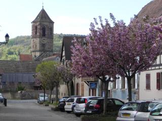Nid de cigognes - Rosheim - 1