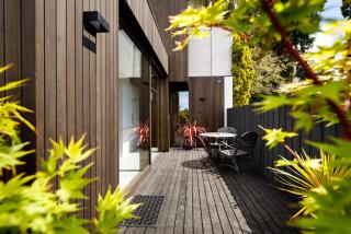 Blue Magnolia - Hobart - 1