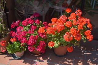 B&B Tenuta Zavaia - Santarcangelo di Romagna - 1