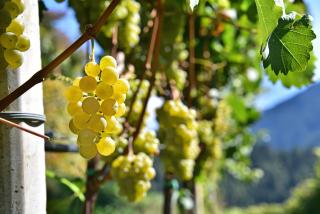 Prackfiedererhof - 2