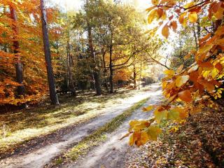 Sumówko Leśne Siedlisko - 2