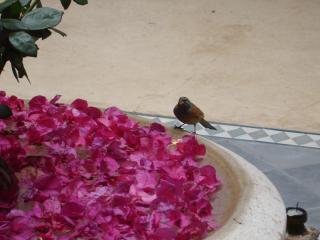 Dar Touyir - Marrakech - 5