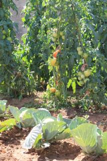 Apartments by the sea Tkon, Pasman - 8227 - 5