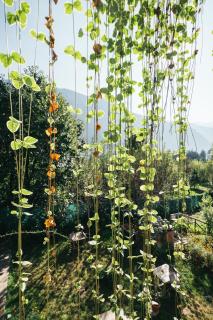 Orchards House - The Hidden Tribe - 2