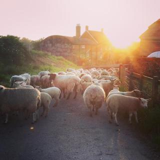 Kilsham Farm - Petworth - 8