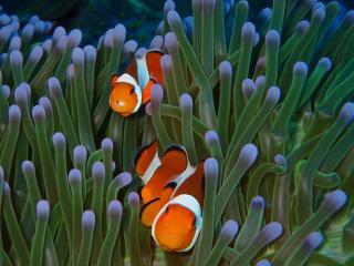 Alami Resort, Restaurant and Dive Center - Amed - 5