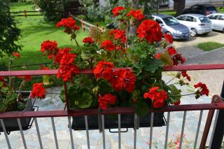Albergo Cioccarelli - Aprica - 9