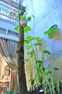 Chung Fu Inn - Tainan - 1