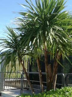 Residenza Orchidee - Lazise - 4