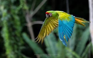 Villa Toucan with National Geographic Views - 4
