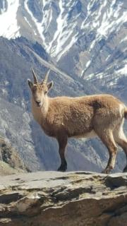 Honey Moon - Saint-Bonnet-en-Champsaur - 6