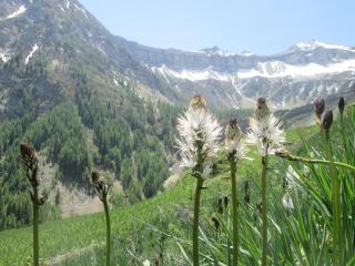 Honey Moon - Saint-Bonnet-en-Champsaur - 9