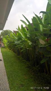 Obama House Ubud - Ubud - 3