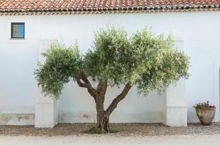 Herdade da Maxuqueira - Gavião - 7