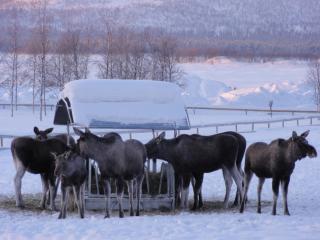 Ofelaš Islandshästar & Guideservice - Kiruna - 4