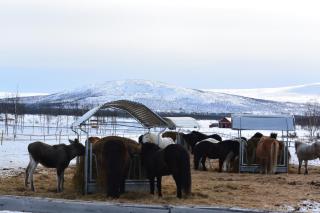 Ofelaš Islandshästar & Guideservice - Kiruna - 5